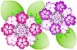 紫陽花6.jpg