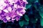 紫陽花７.jpg